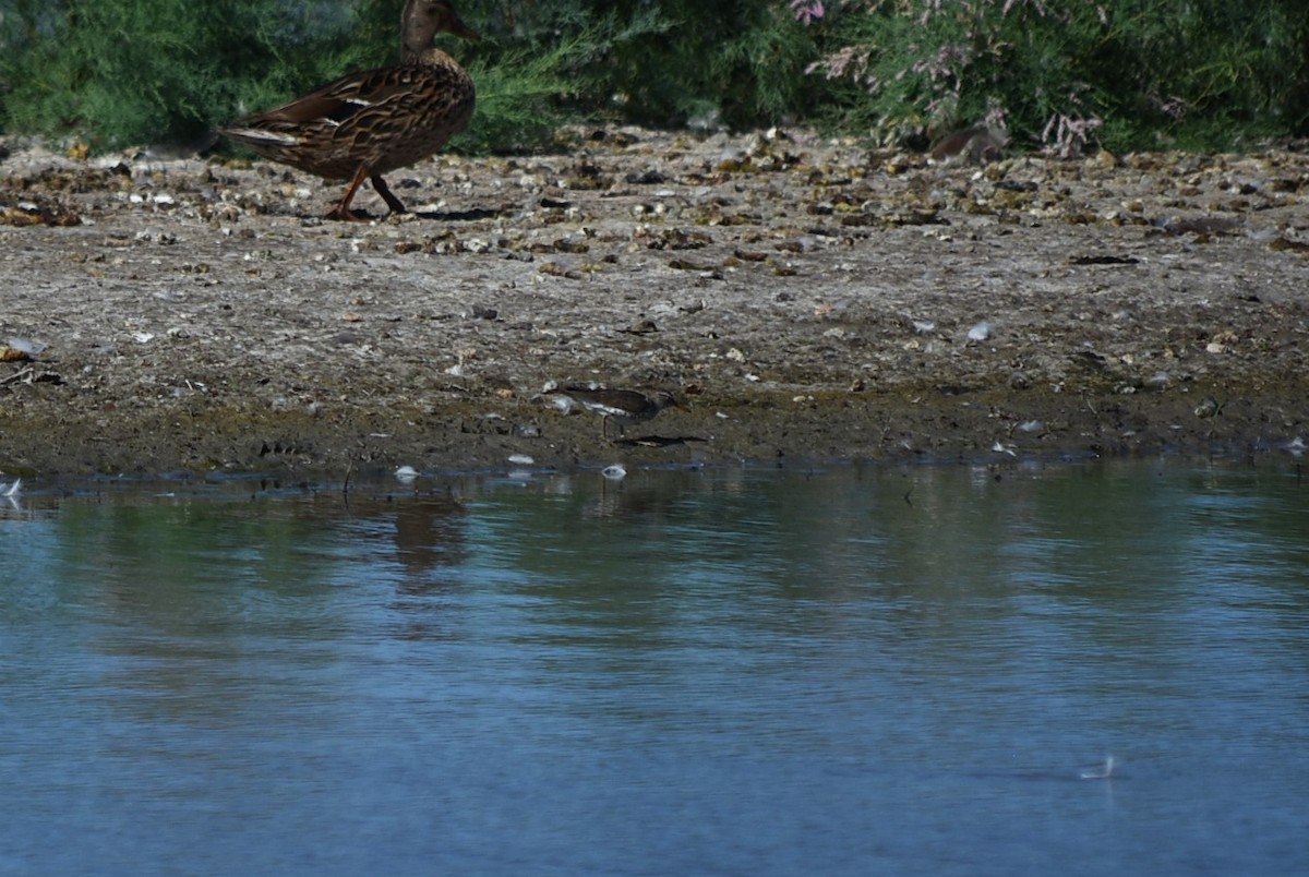 Spotted Sandpiper - ML637795574