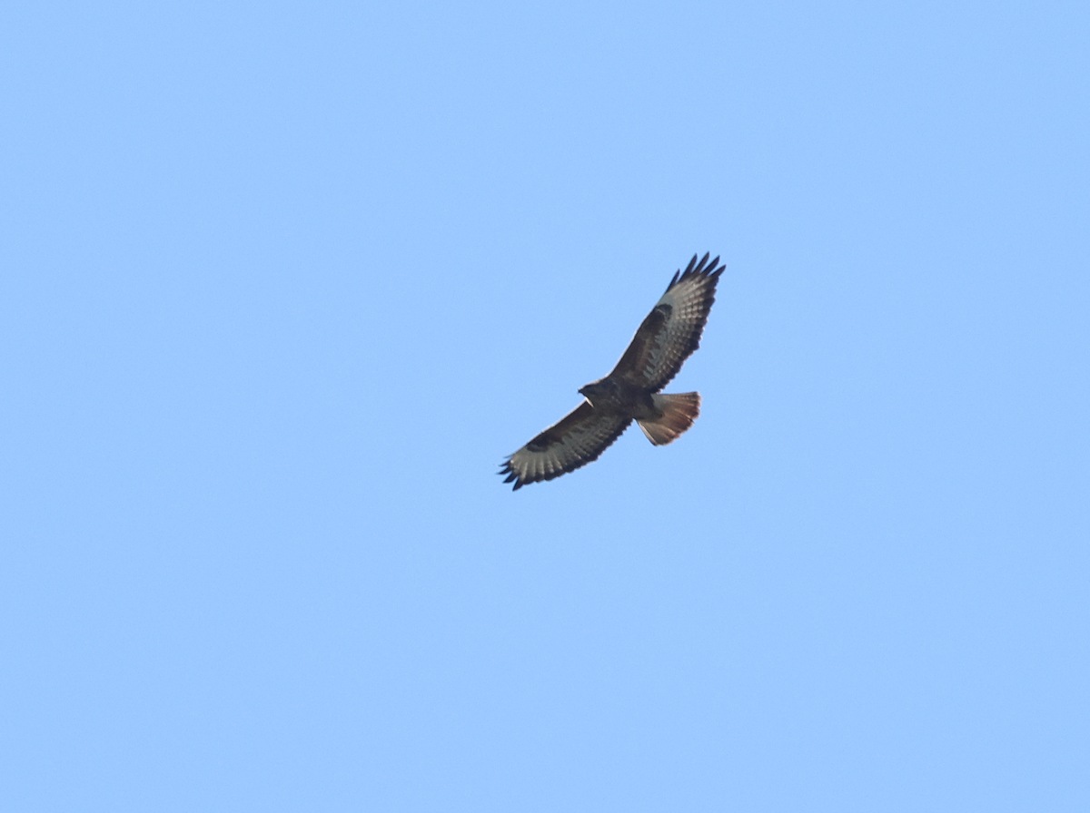 Buteo sp. - ML637795582