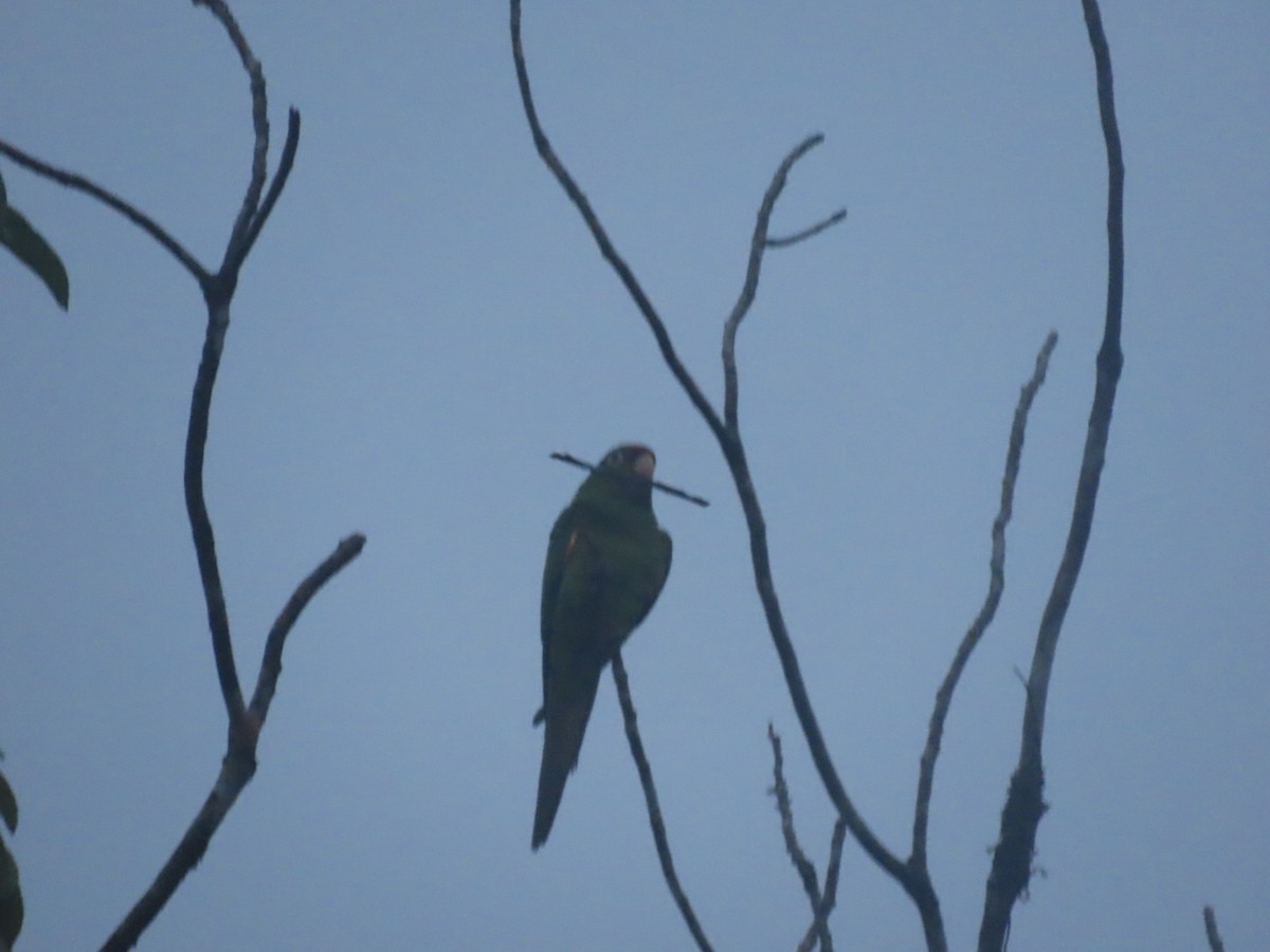 Crimson-fronted Parakeet - ML637795590