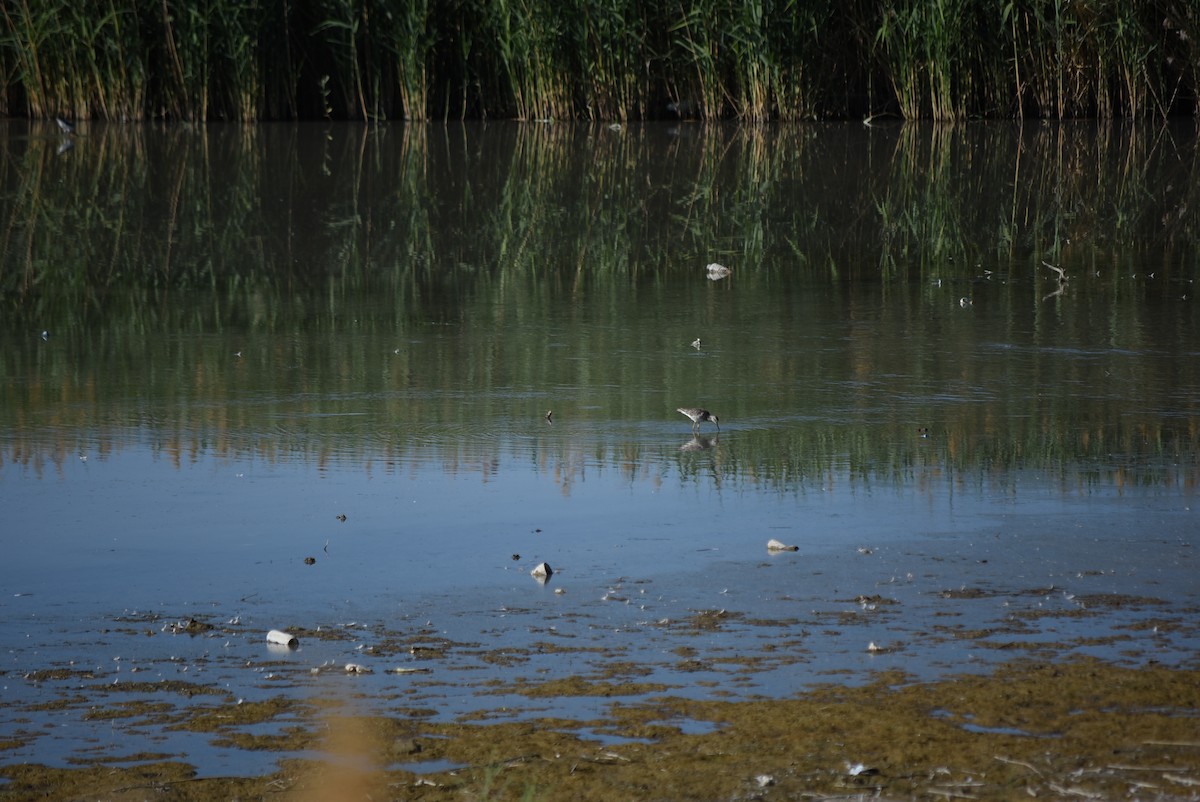Greater Yellowlegs - ML637795597