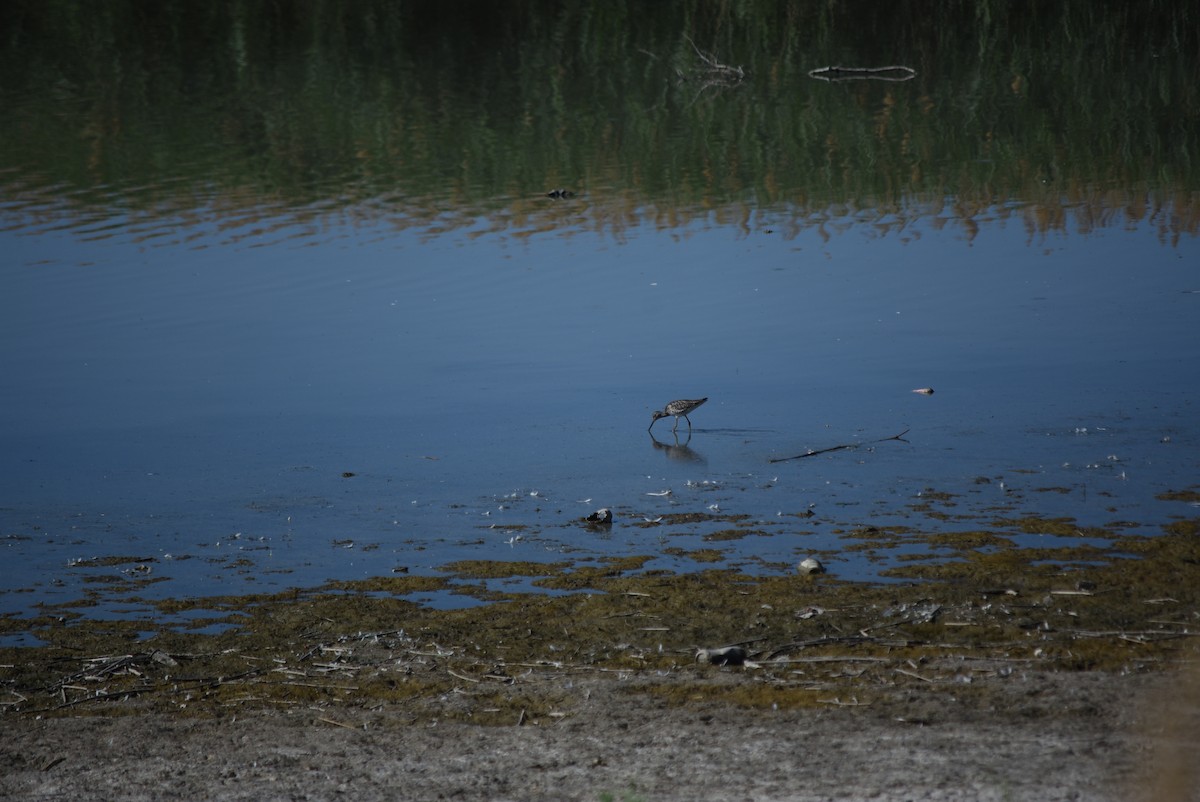 Greater Yellowlegs - ML637795599