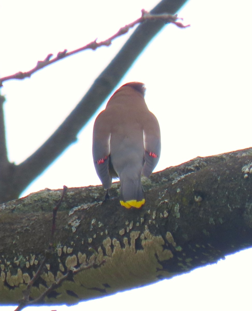 ヒメレンジャク - ML637795604