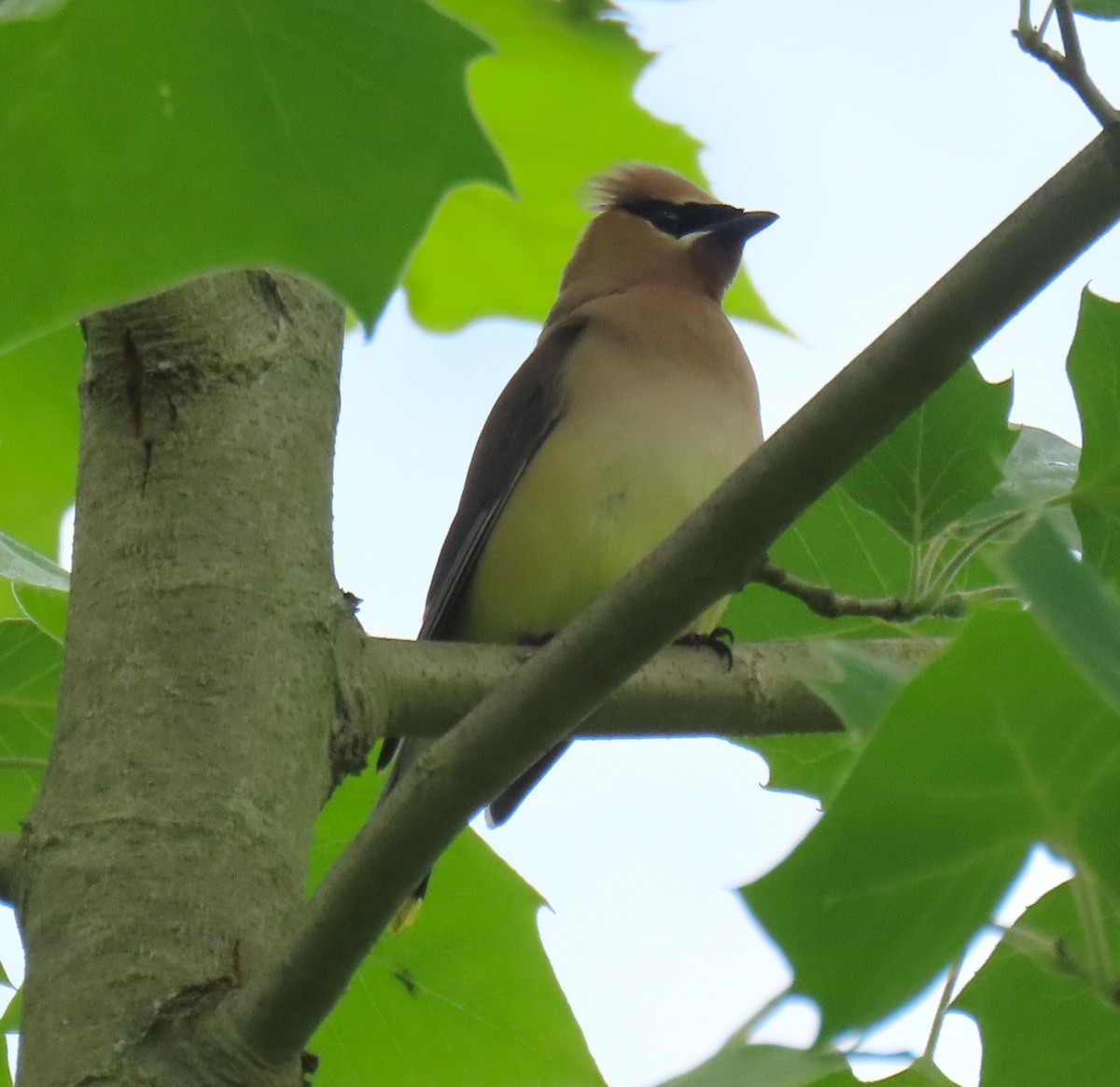 ヒメレンジャク - ML637795606