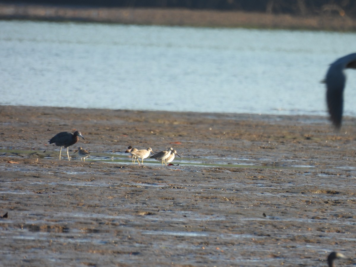 Short-billed Dowitcher - ML637795607