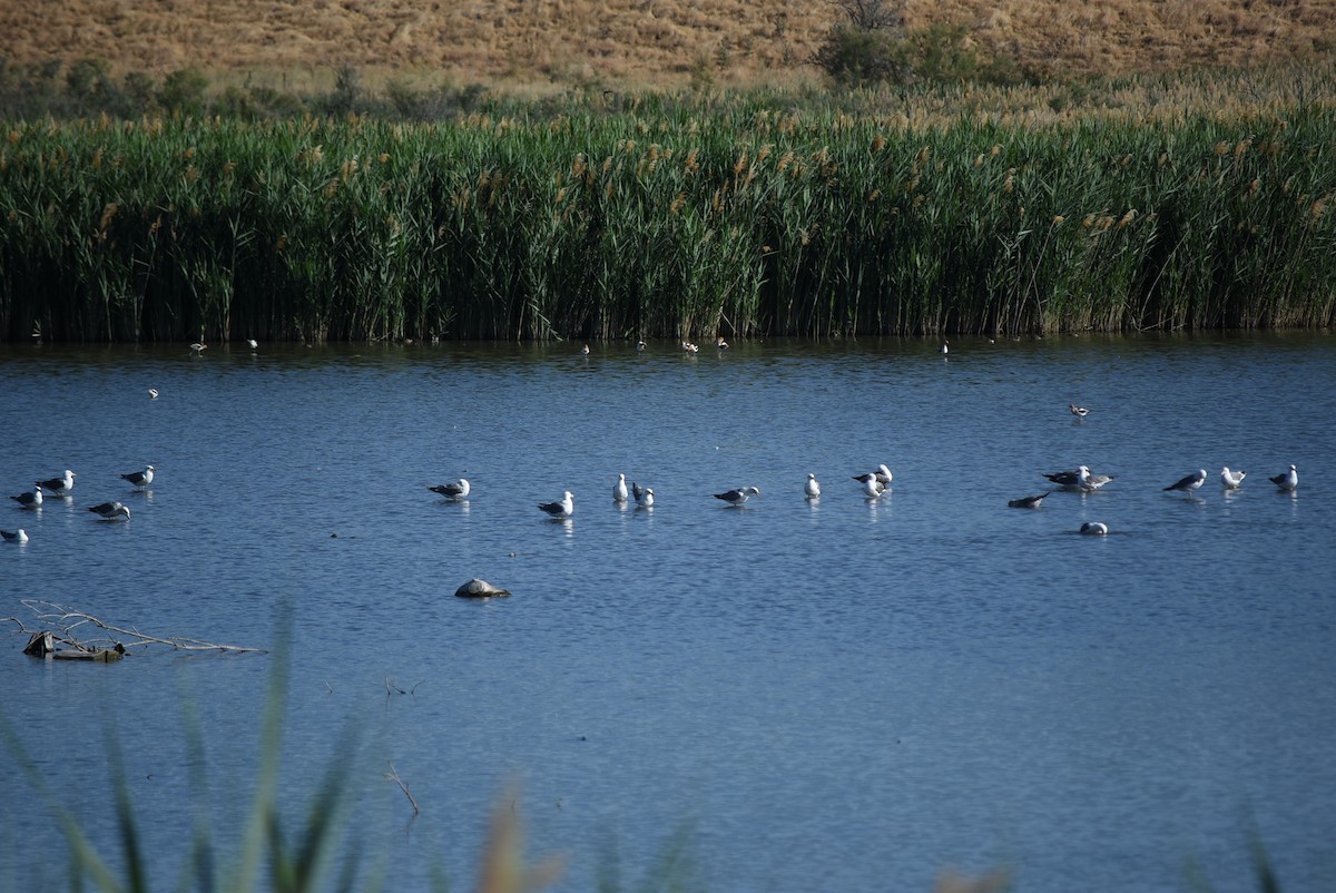 California Gull - ML637795640