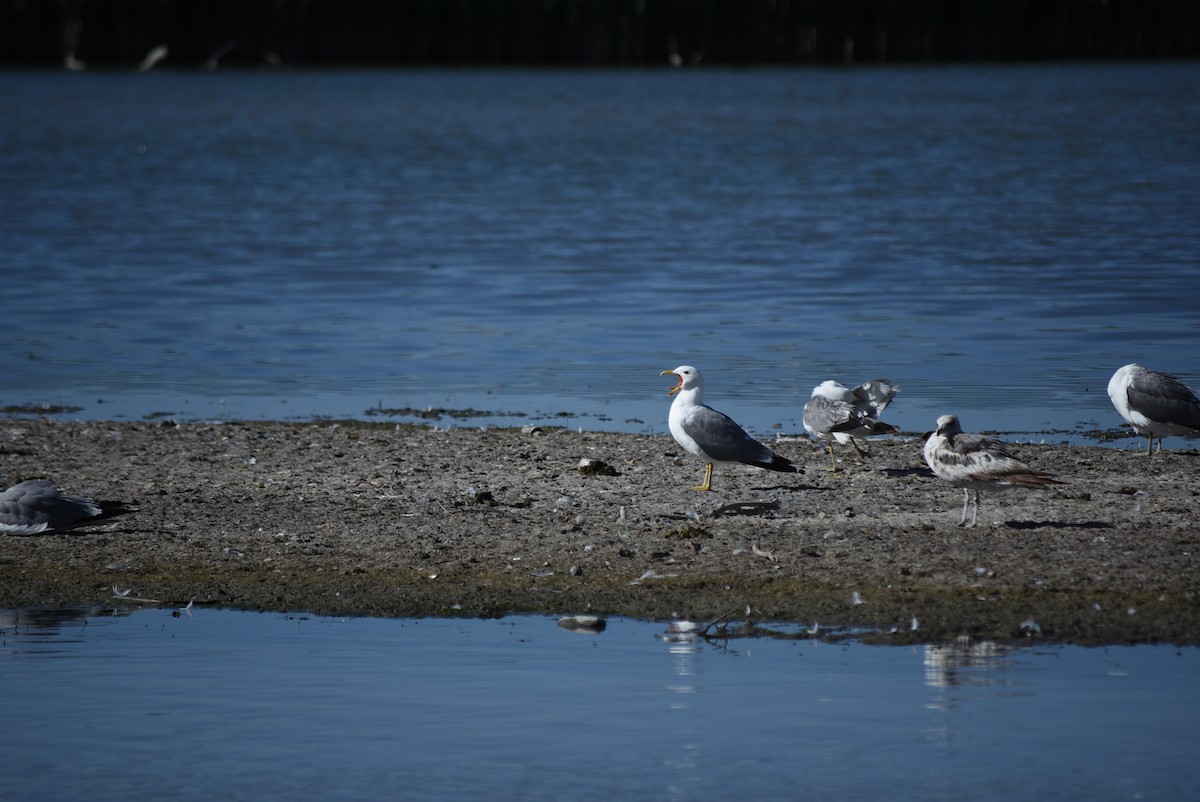 California Gull - ML637795641