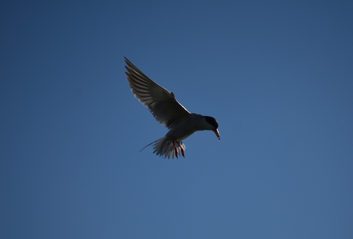 Forster's Tern - ML637795654