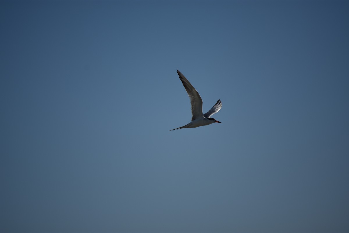 Forster's Tern - ML637795655