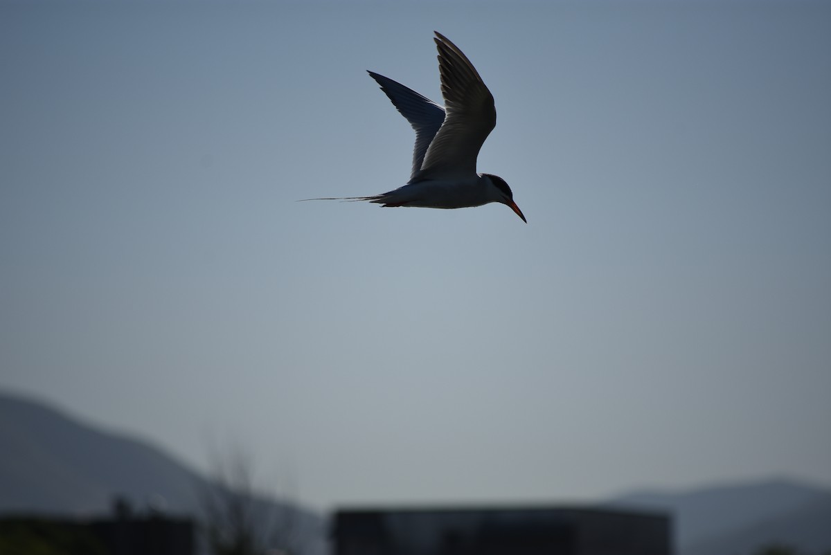 Forster's Tern - ML637795656