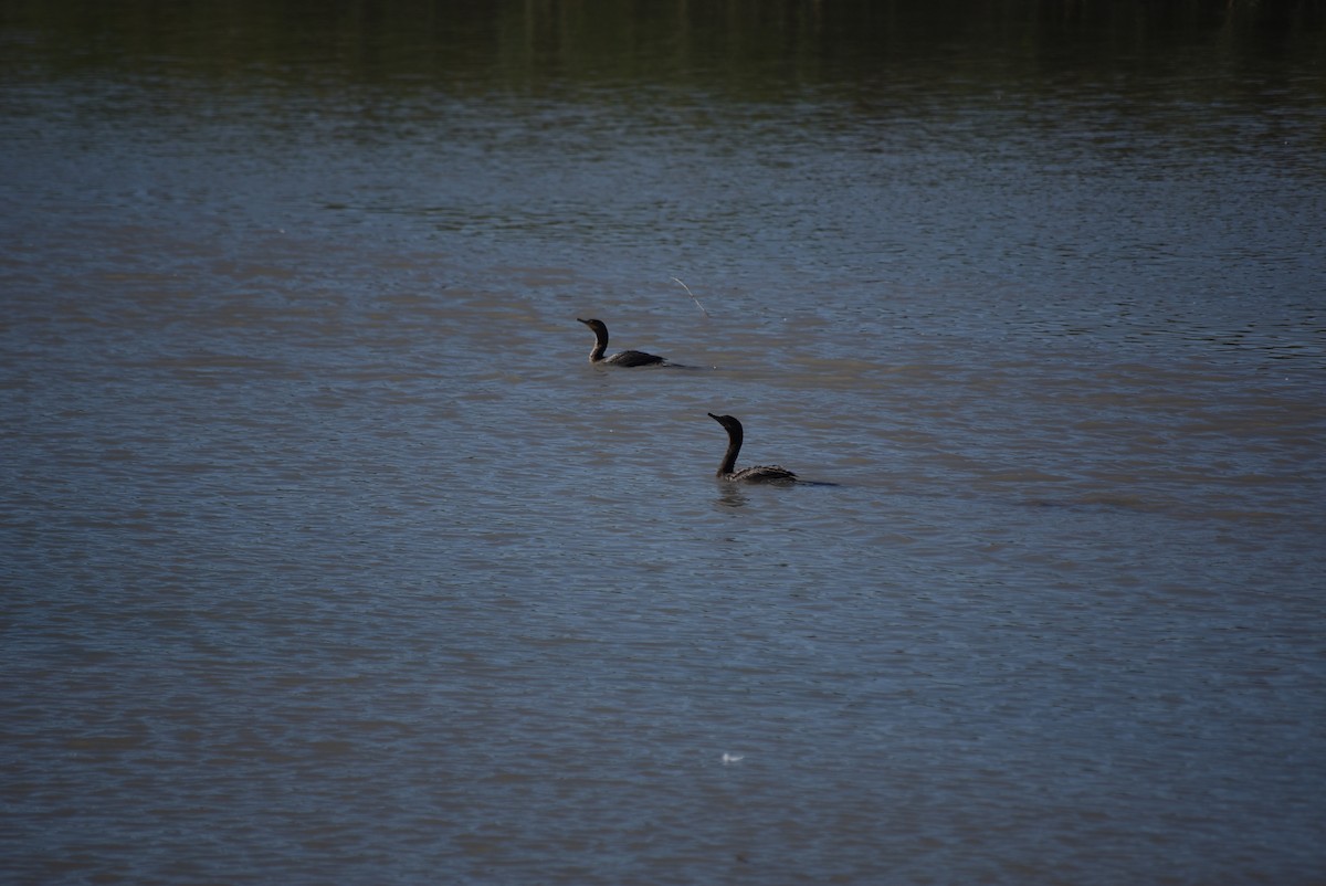 Double-crested Cormorant - ML637795668
