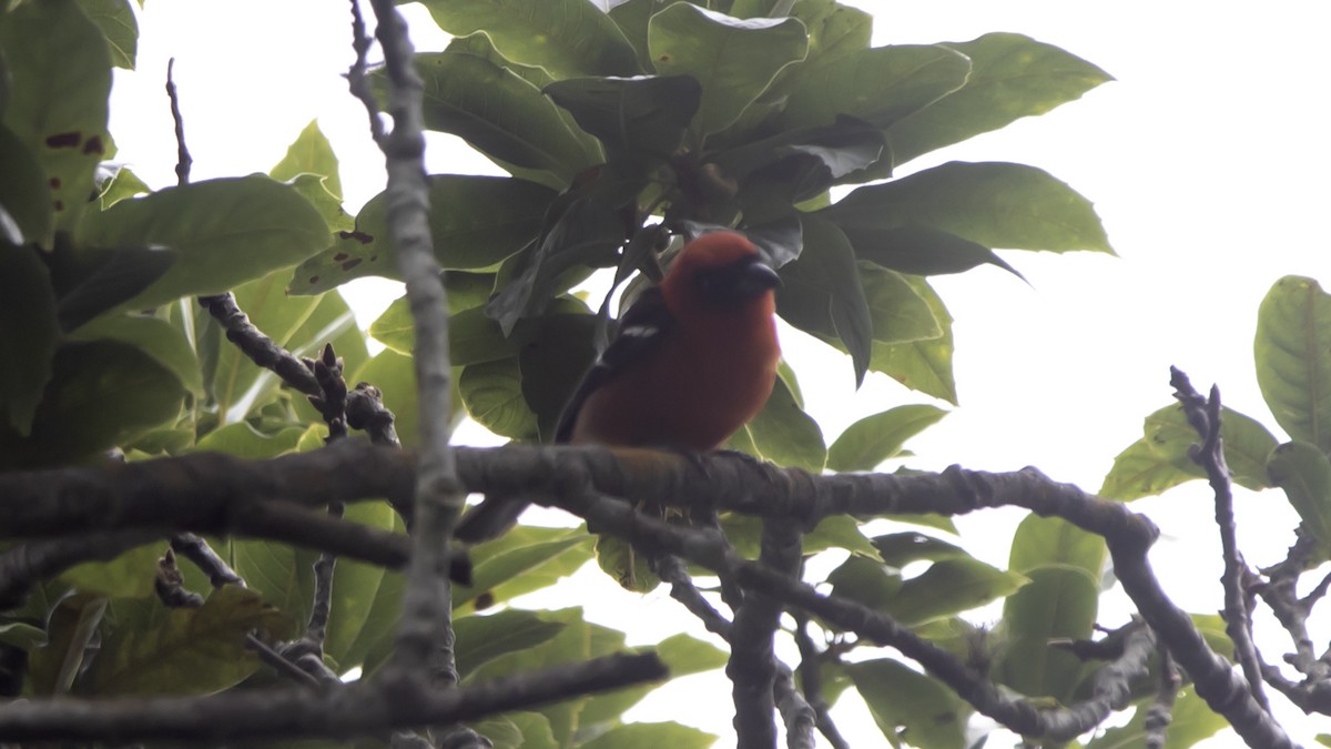 White-winged Tanager - ML637795678
