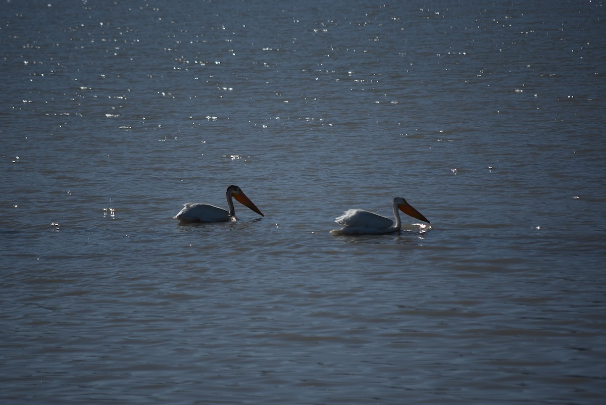 American White Pelican - ML637795706