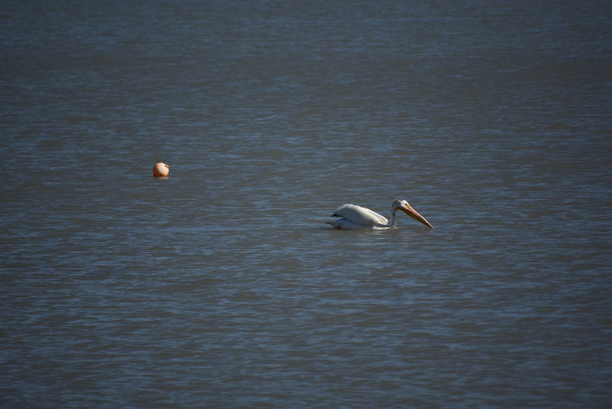 American White Pelican - ML637795707