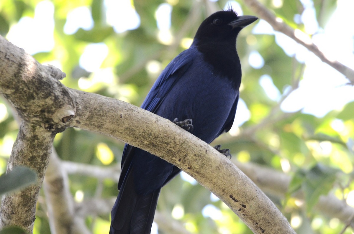 Azure Jay - ML637795711