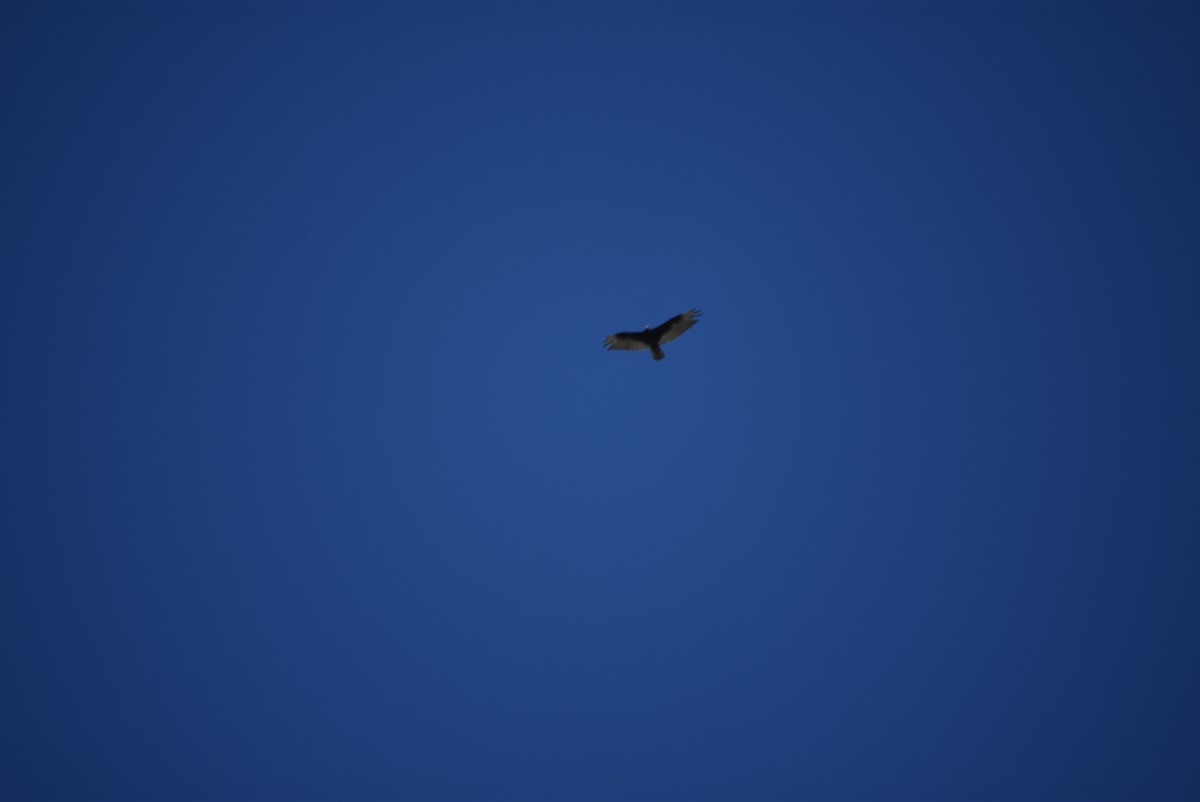 Turkey Vulture - ML637795712