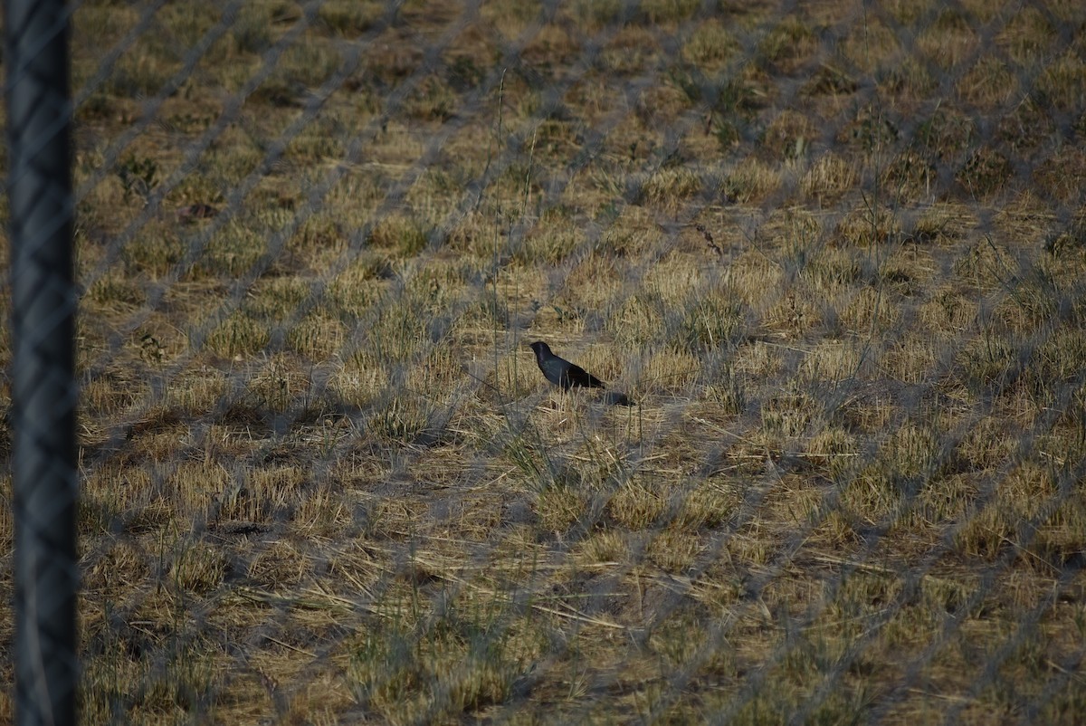European Starling - ML637795721