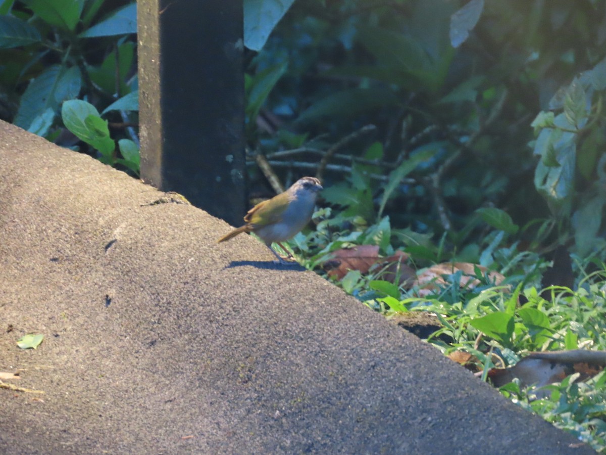 Black-striped Sparrow - ML637795728