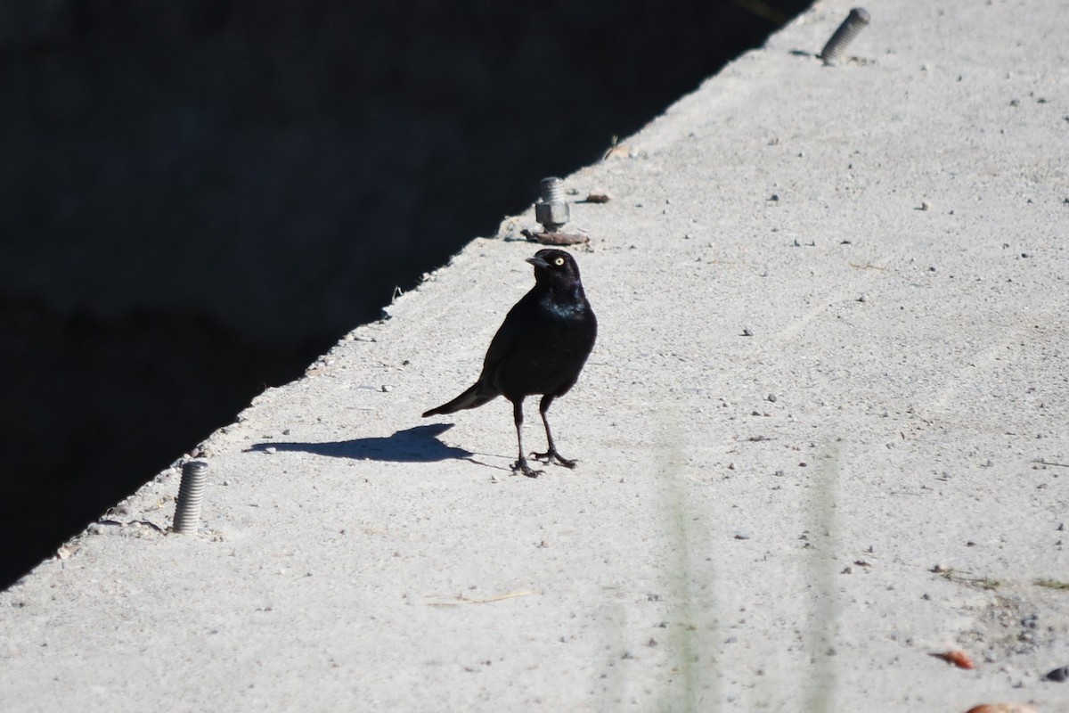 Brewer's Blackbird - ML637795733