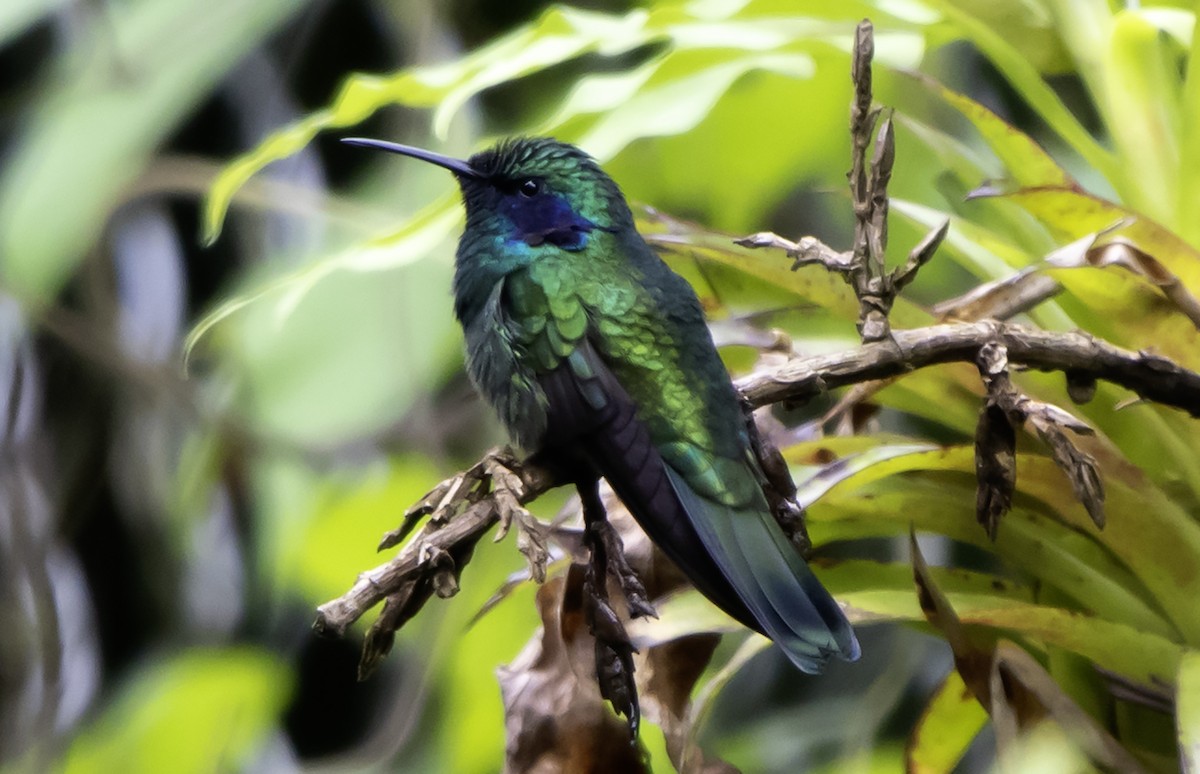 Mexiko-Veilchenohrkolibri - ML637795734