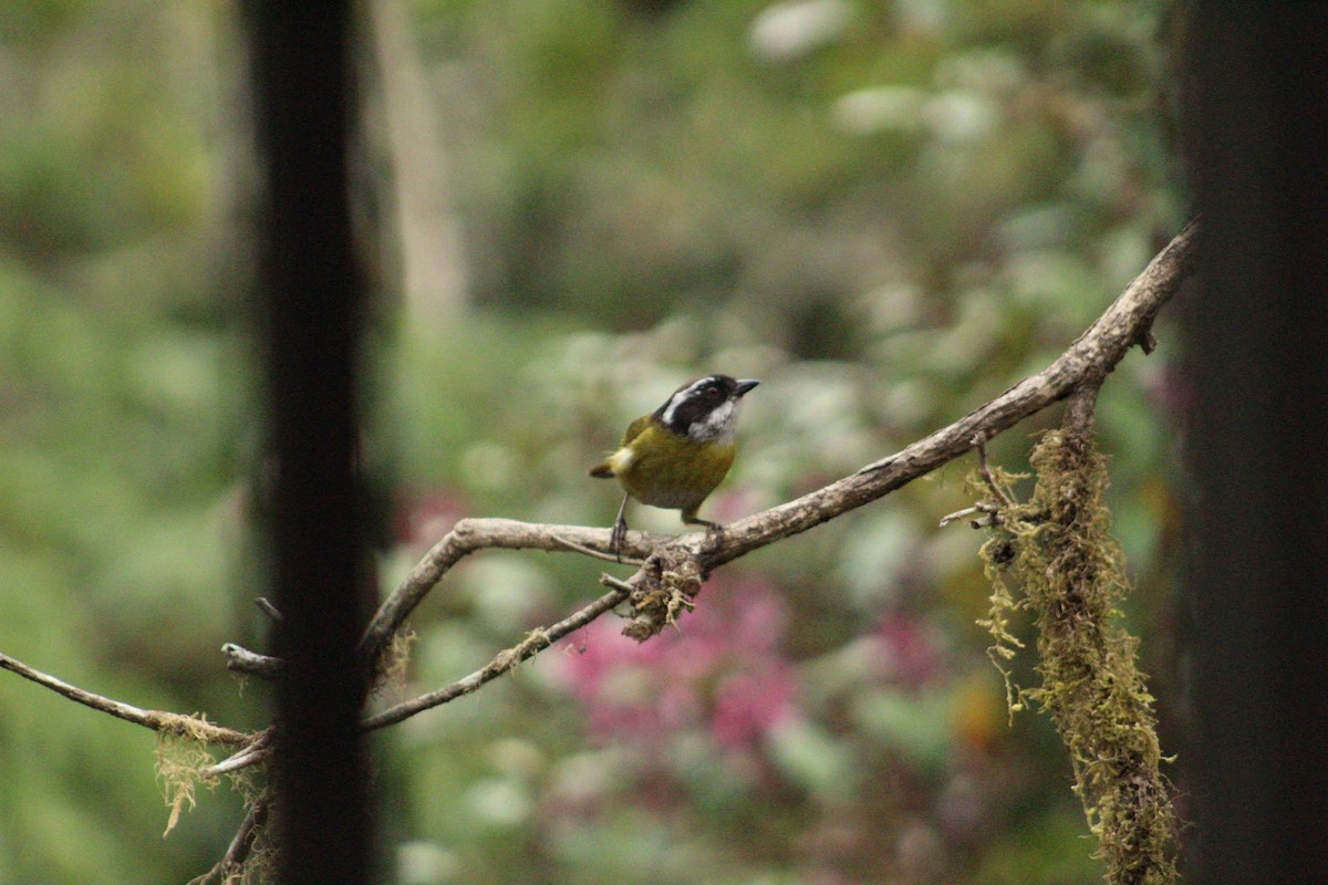 Sooty-capped Chlorospingus - ML637795736