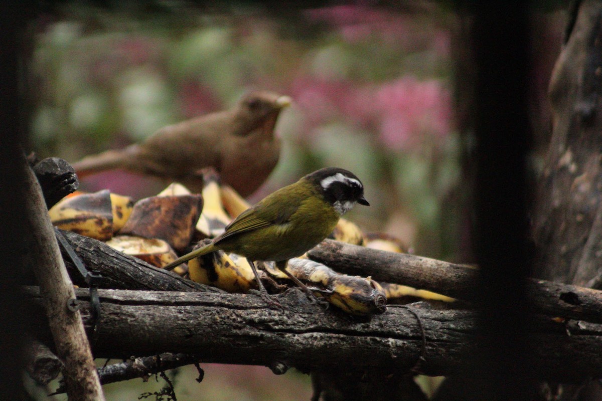 Sooty-capped Chlorospingus - ML637795747