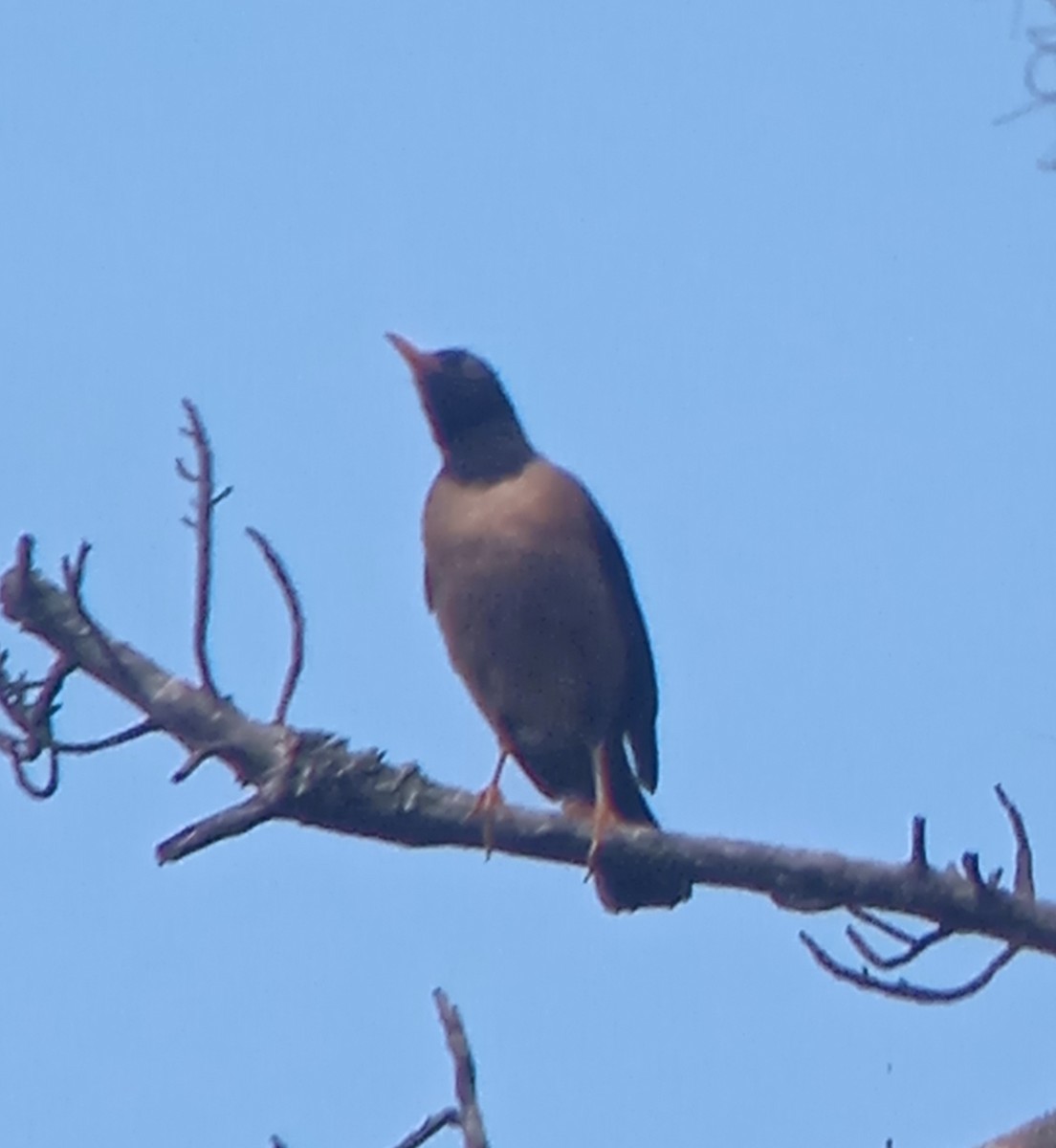 Black-hooded Thrush - ML637795771