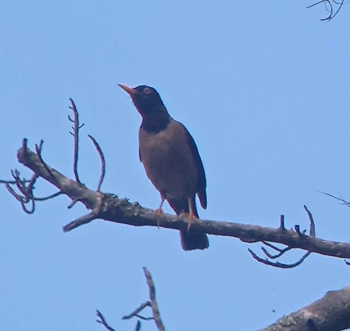 Black-hooded Thrush - ML637795772