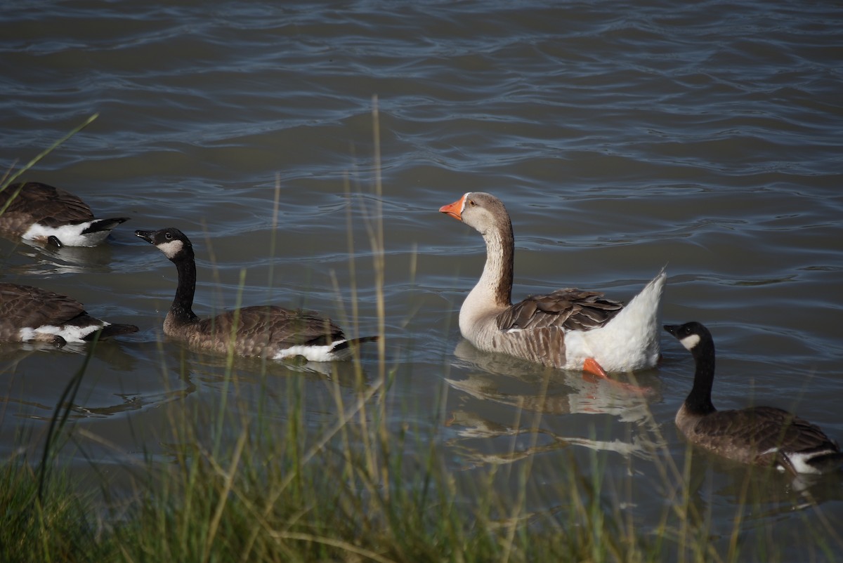 Graylag x Swan Goose (hybrid) - ML637795781