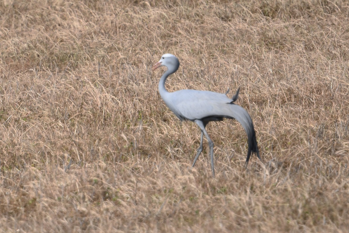 Blue Crane - ML637795809