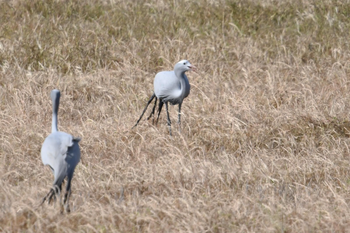 Blue Crane - ML637795810