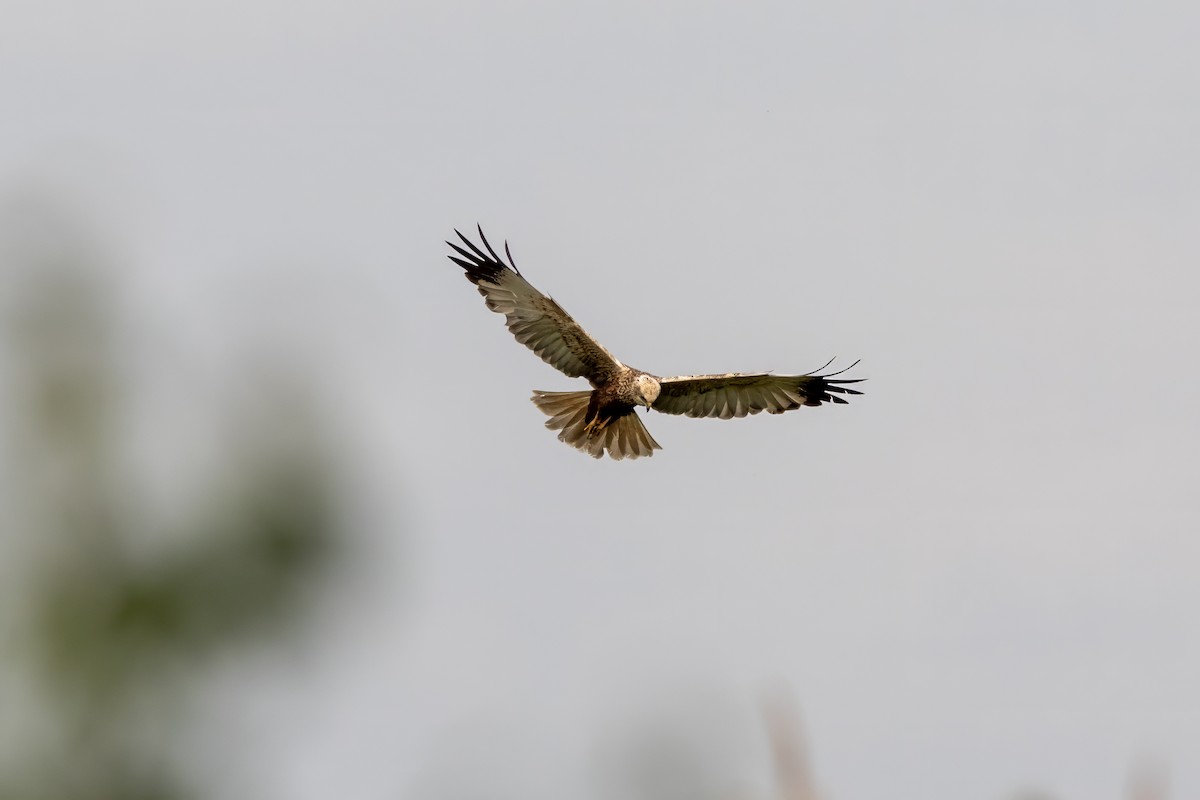Western Marsh Harrier - ML637795864