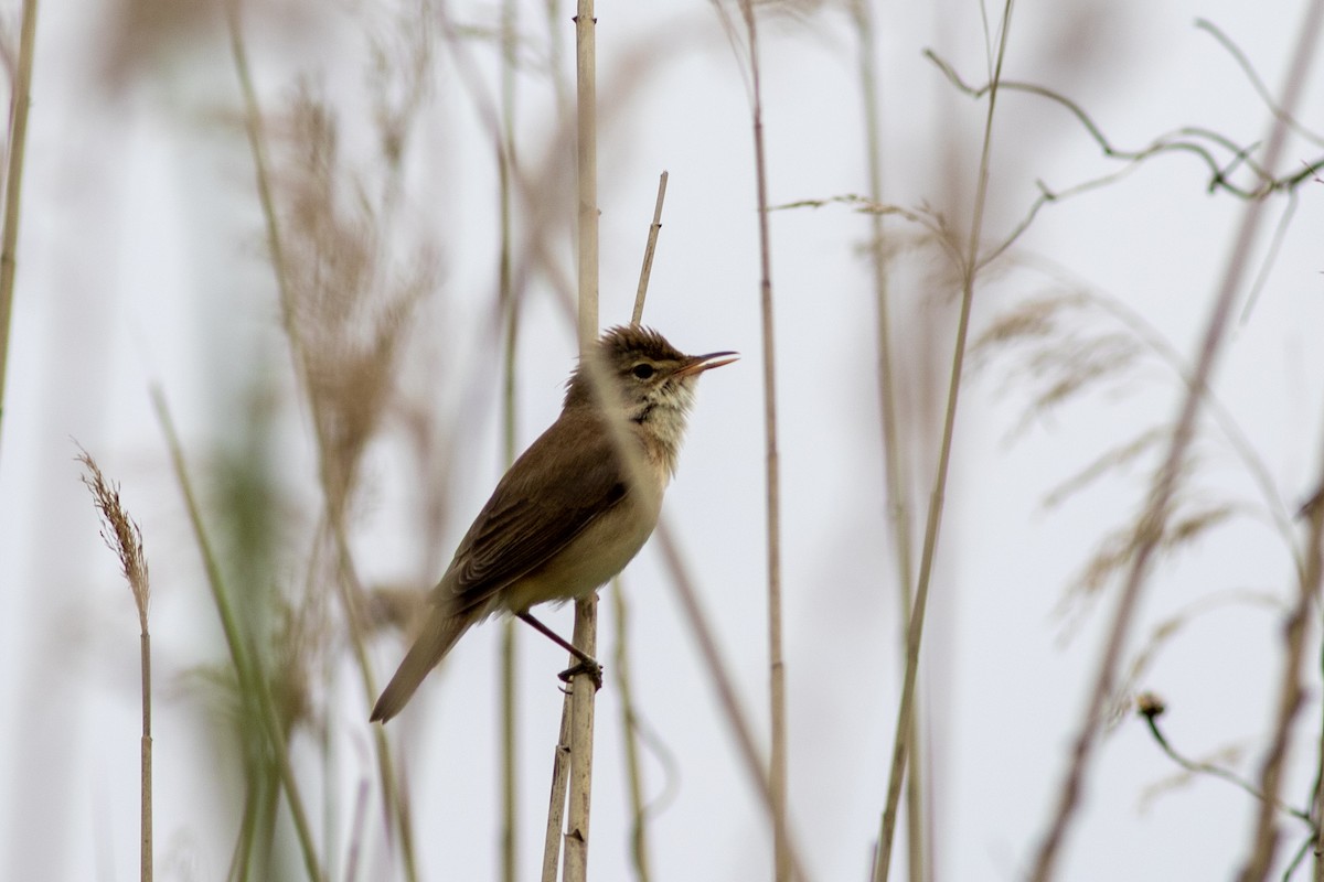 Common Reed Warbler - ML637795865