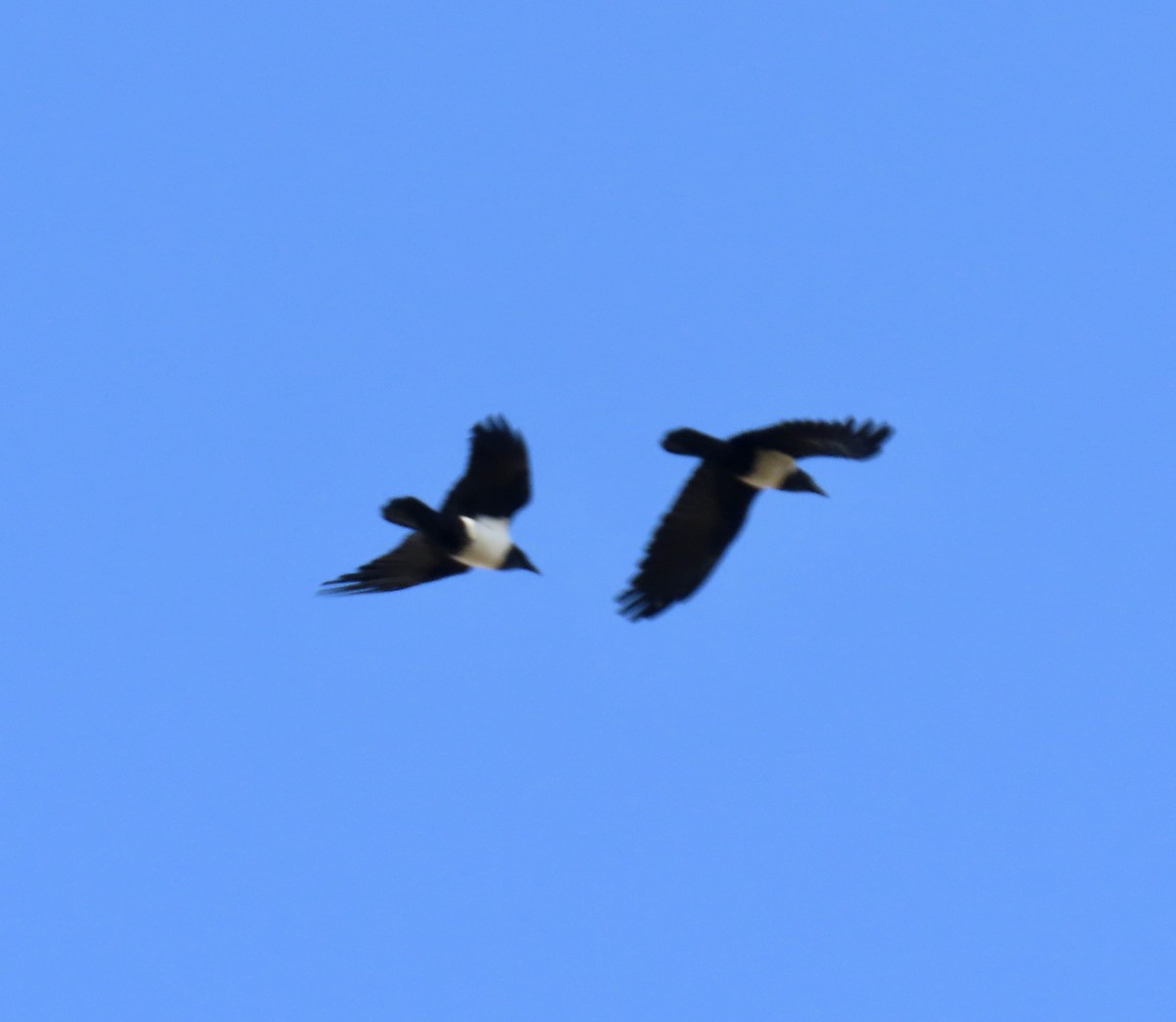 Pied Crow - ML637795996