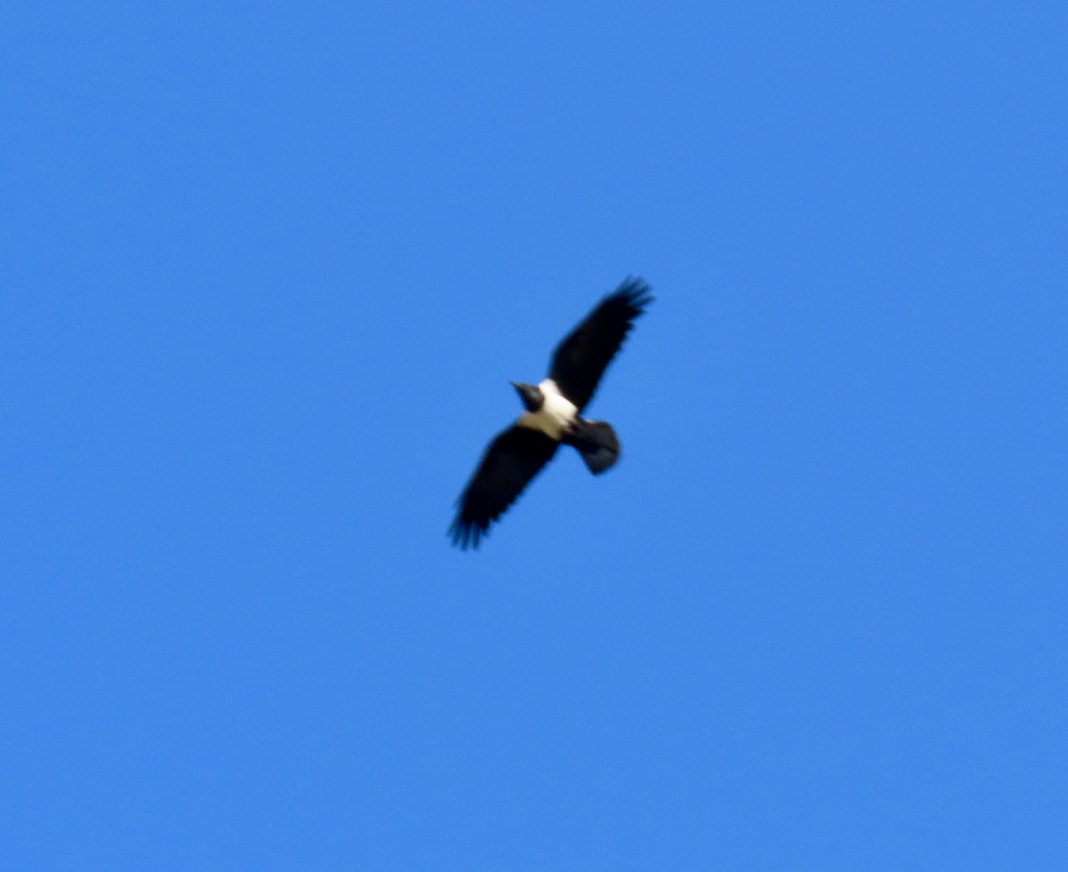 Pied Crow - ML637796006