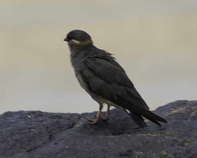 Rock Pratincole - ML637796037