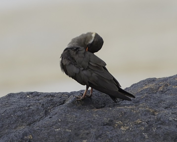 Rock Pratincole - ML637796038