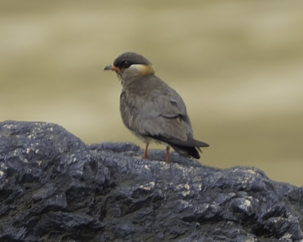 Rock Pratincole - ML637796039
