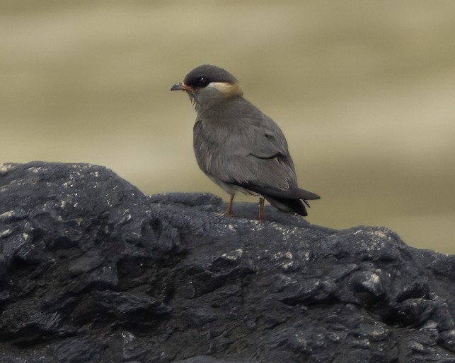 Rock Pratincole - ML637796040