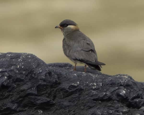 Rock Pratincole - ML637796041