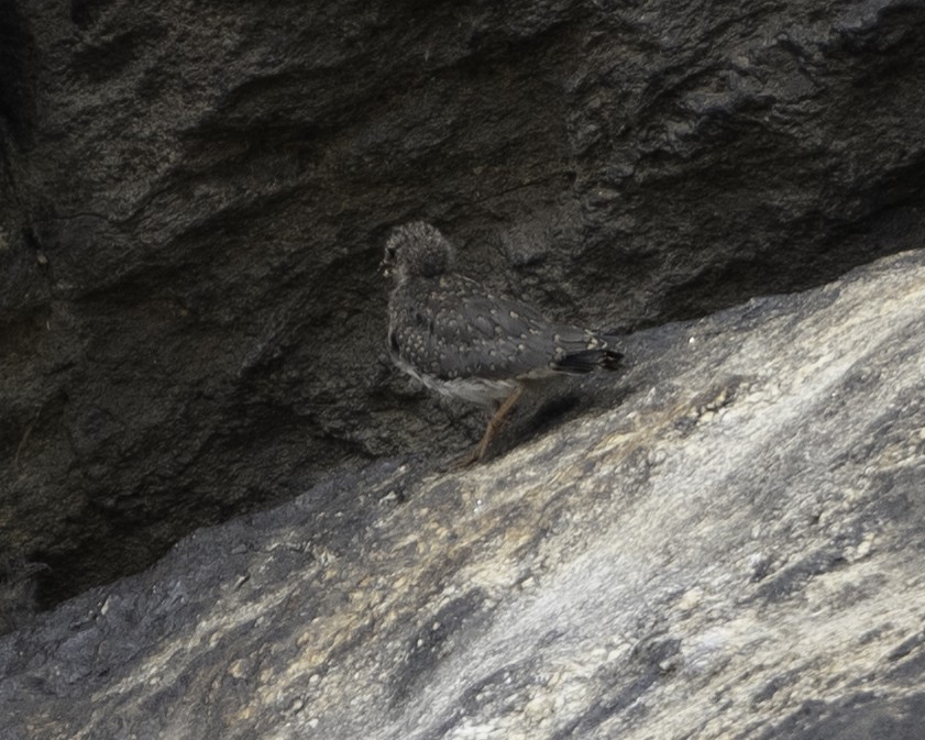 Rock Pratincole - ML637796042