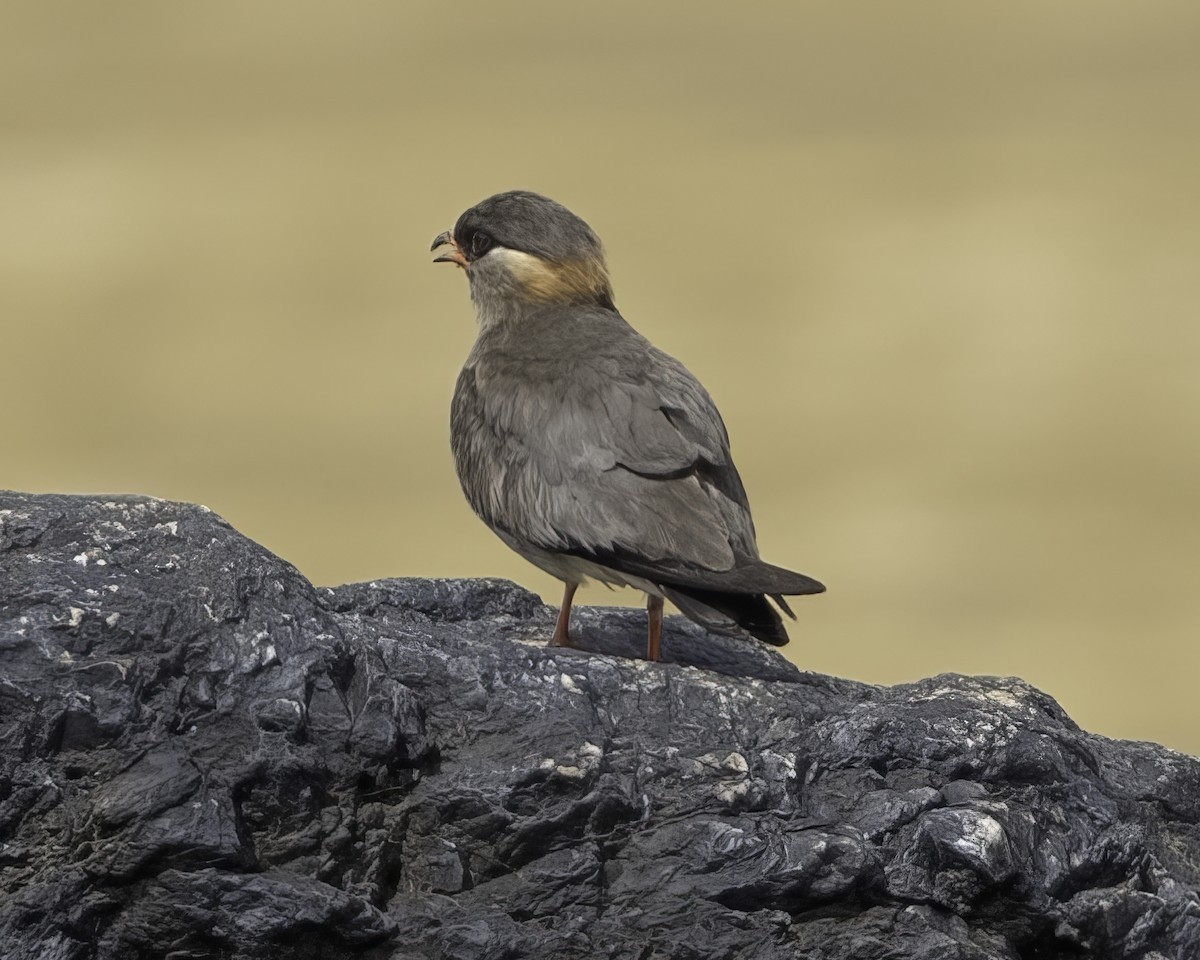 Rock Pratincole - ML637796043