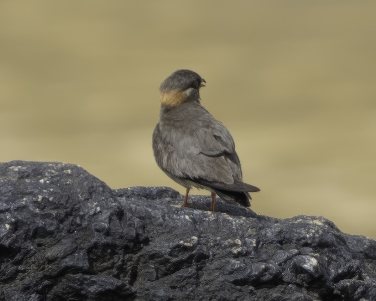Rock Pratincole - ML637796044