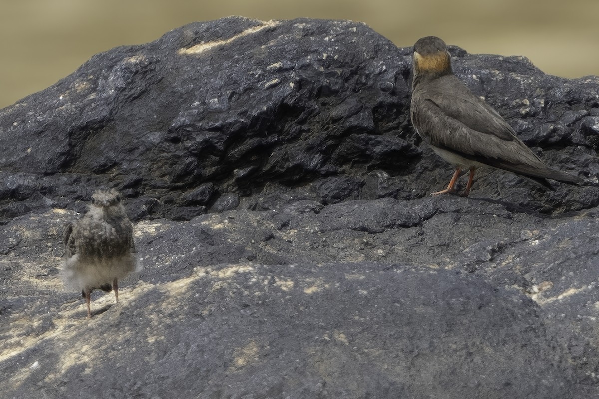 Rock Pratincole - ML637796045