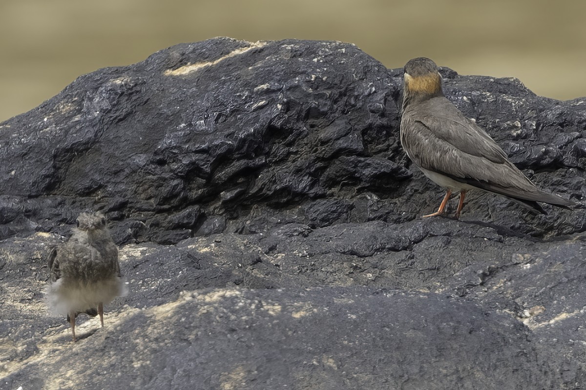 Rock Pratincole - ML637796046