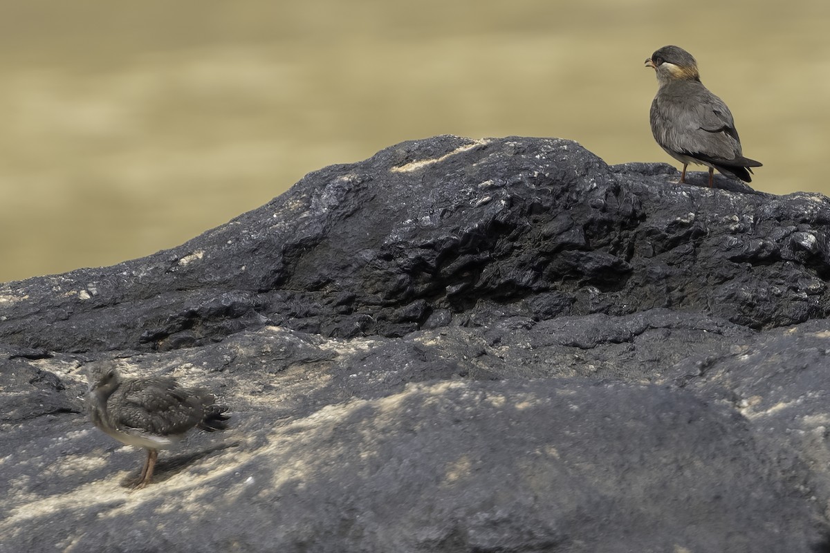 Rock Pratincole - ML637796047