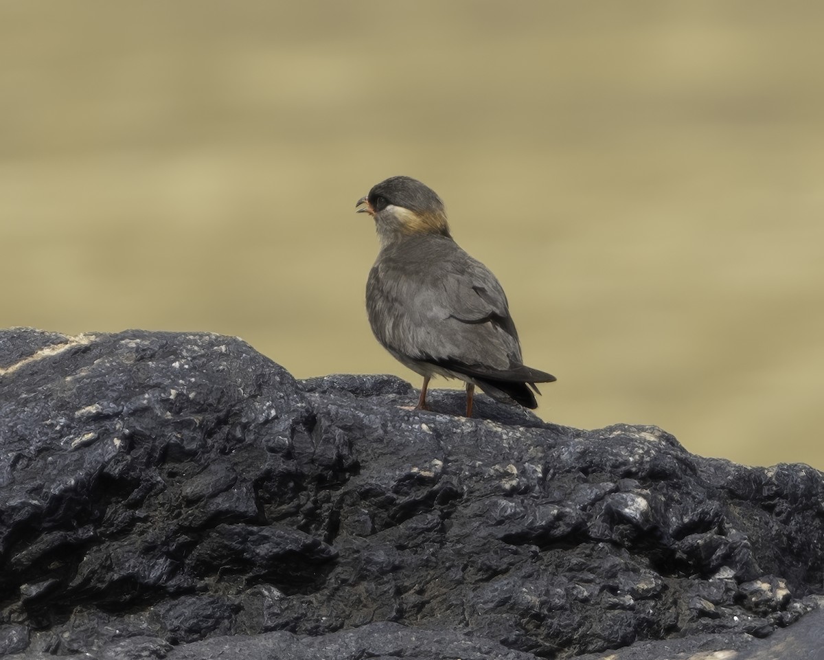 Rock Pratincole - ML637796048