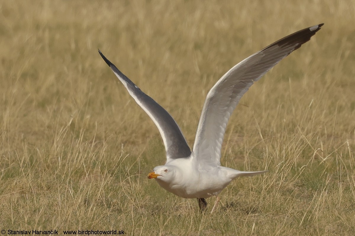 Mongolian Gull - ML637796096