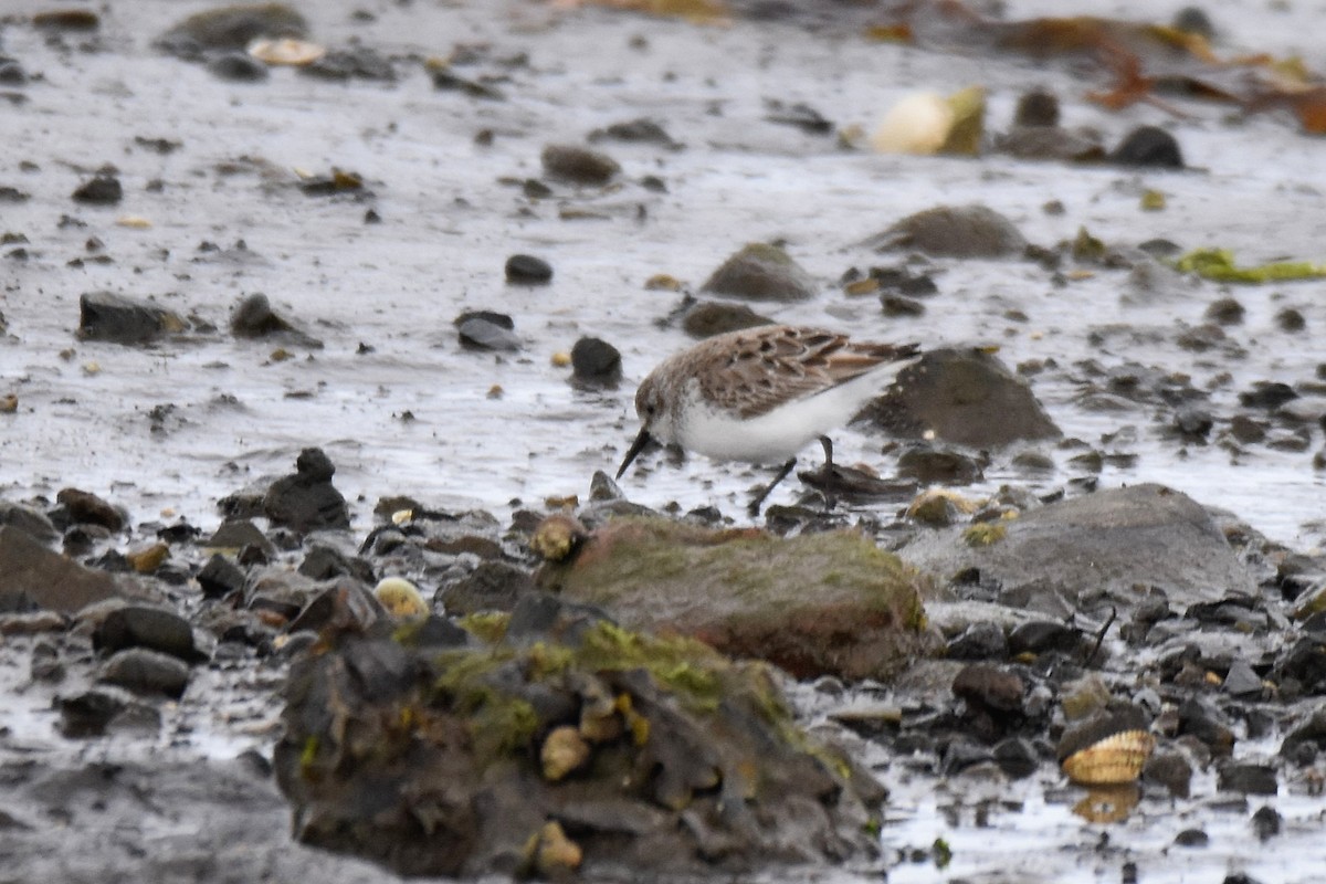 Bergstrandläufer - ML637796215