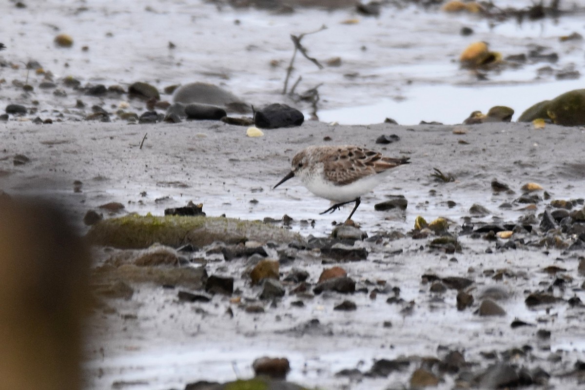 Bergstrandläufer - ML637796217