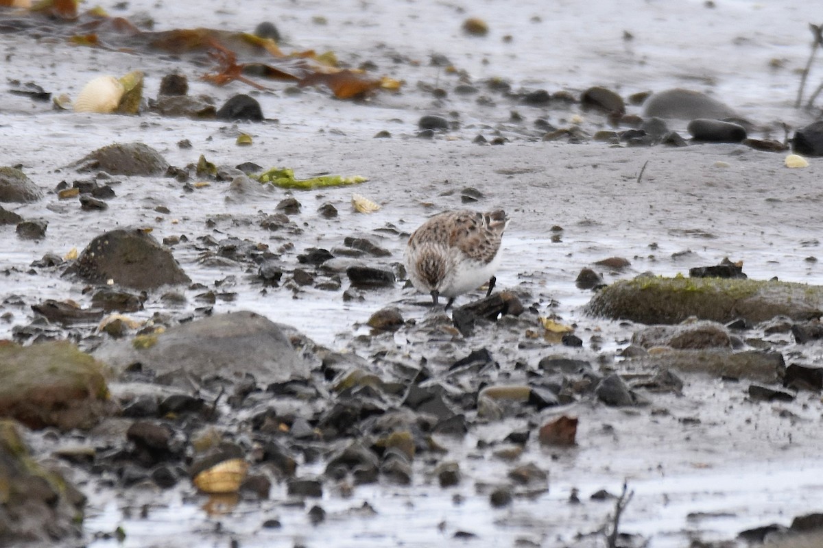 Bergstrandläufer - ML637796221